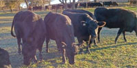 7 Angus Bred Heifers w/ 1+ Calves... Central TX
