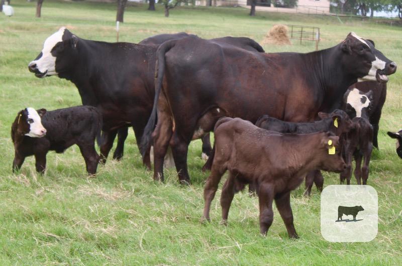 Cattle Range Listing Photo