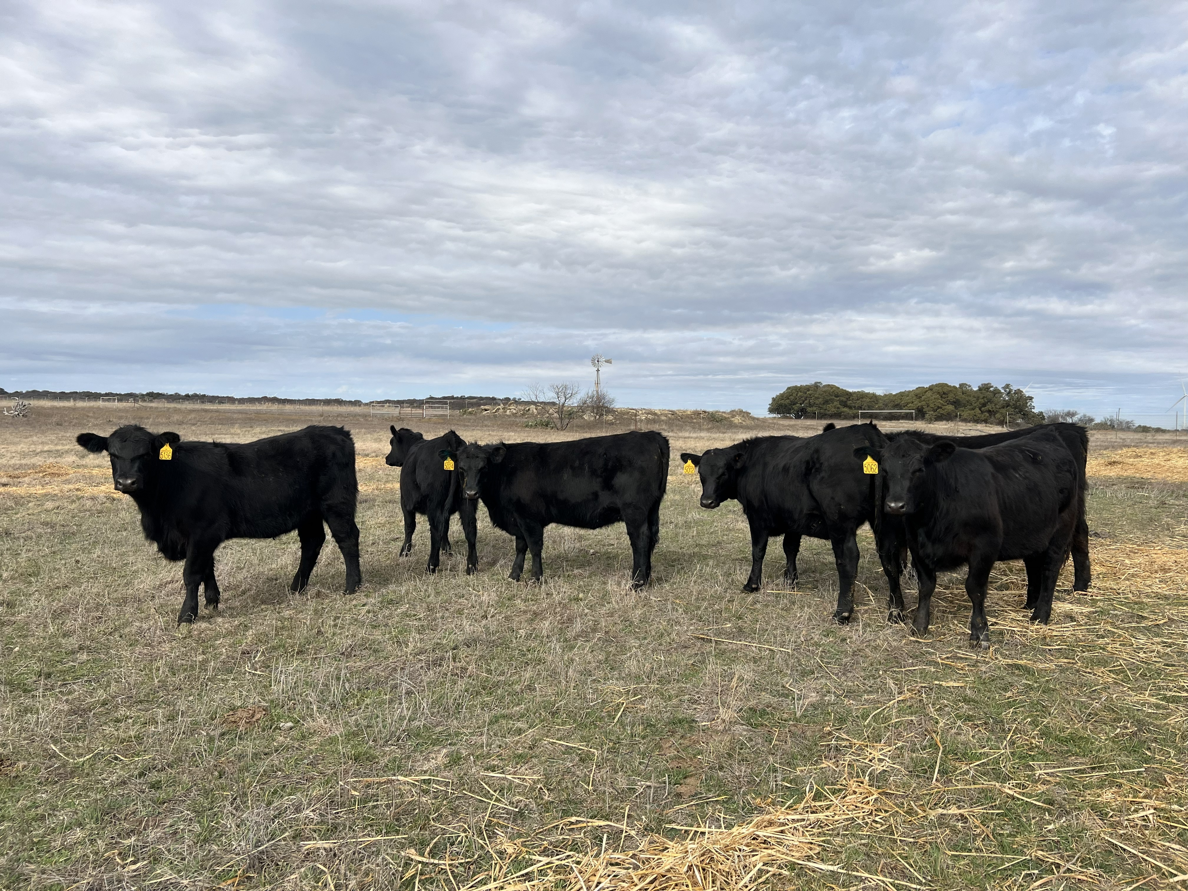 Cattle Range Listing Photo