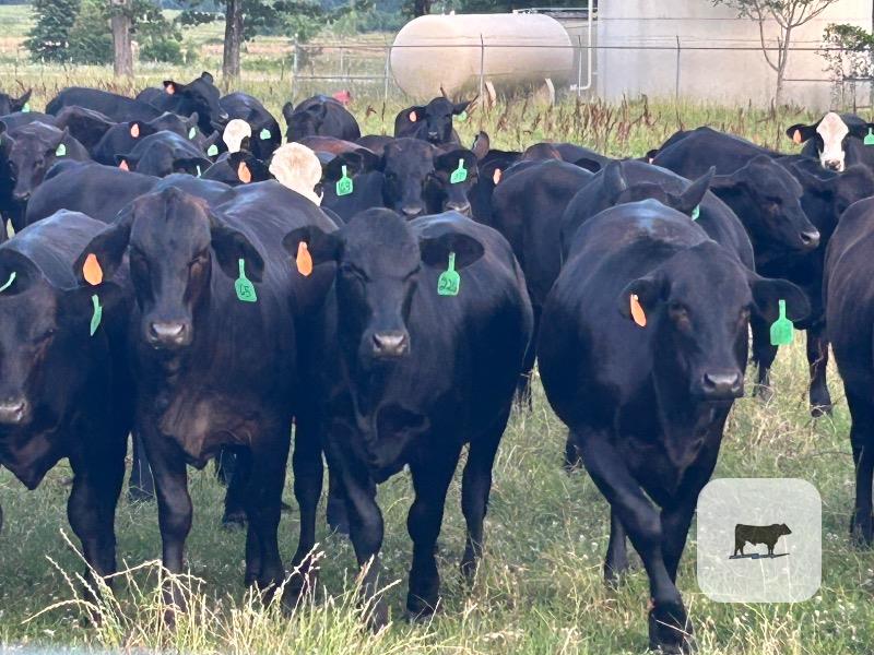 Cattle Range Listing Photo
