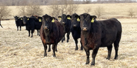 40 Angus & Black Baldy Cows... Southwest MO
