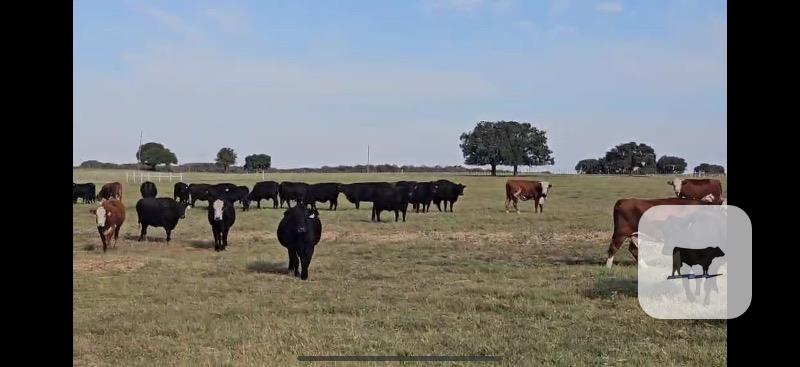 Cattle Range Listing Photo