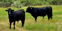 3 Angus/Hereford Bulls... N. Central TX