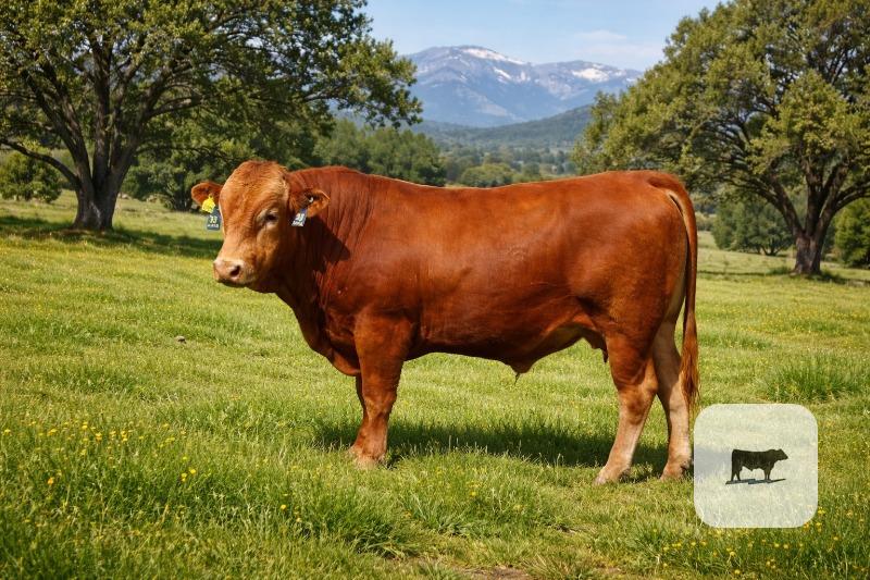 Cattle Range Listing Photo