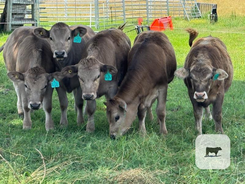 Cattle Range Listing Photo