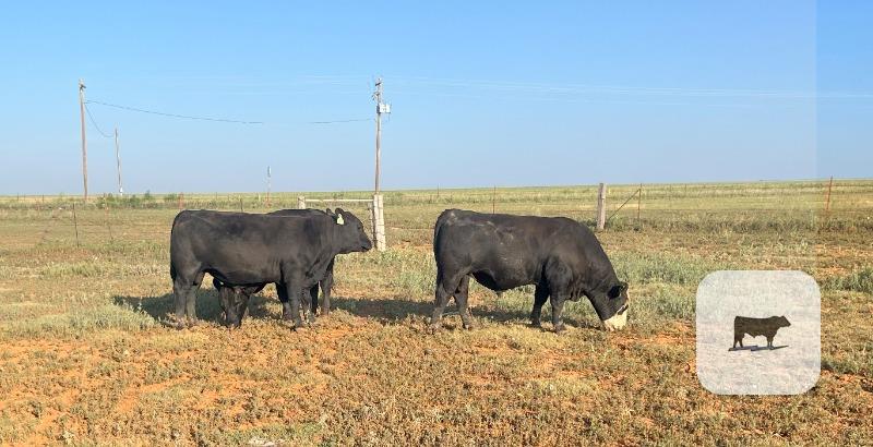 Cattle Range Listing Photo