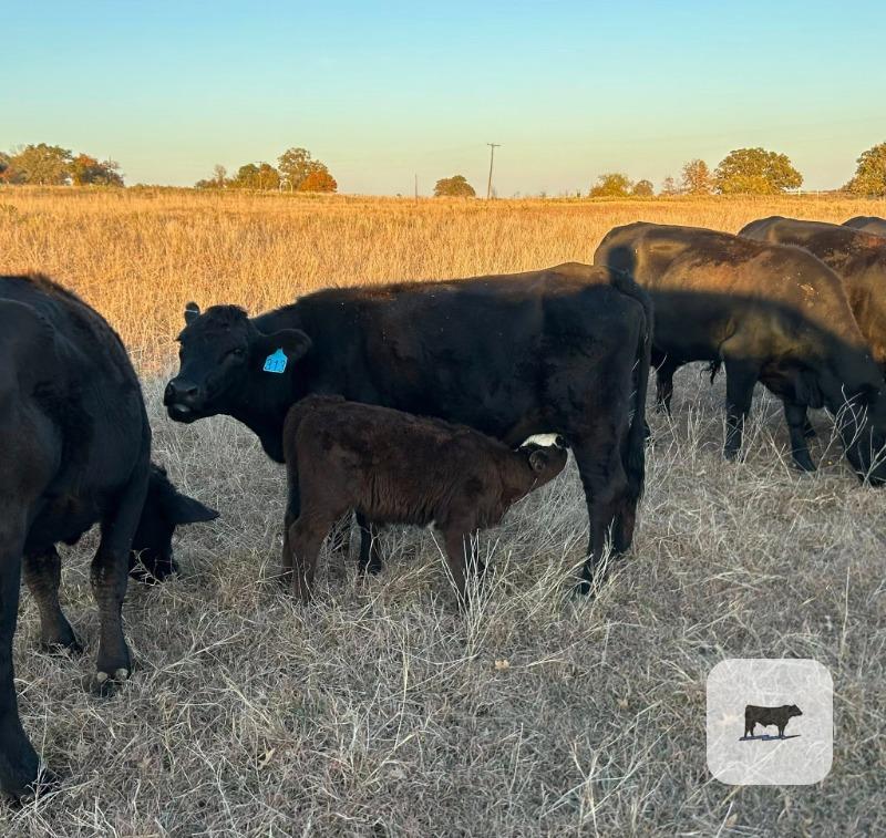 Cattle Range Listing Photo