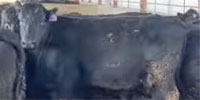 33 Angus Cows... Central IA