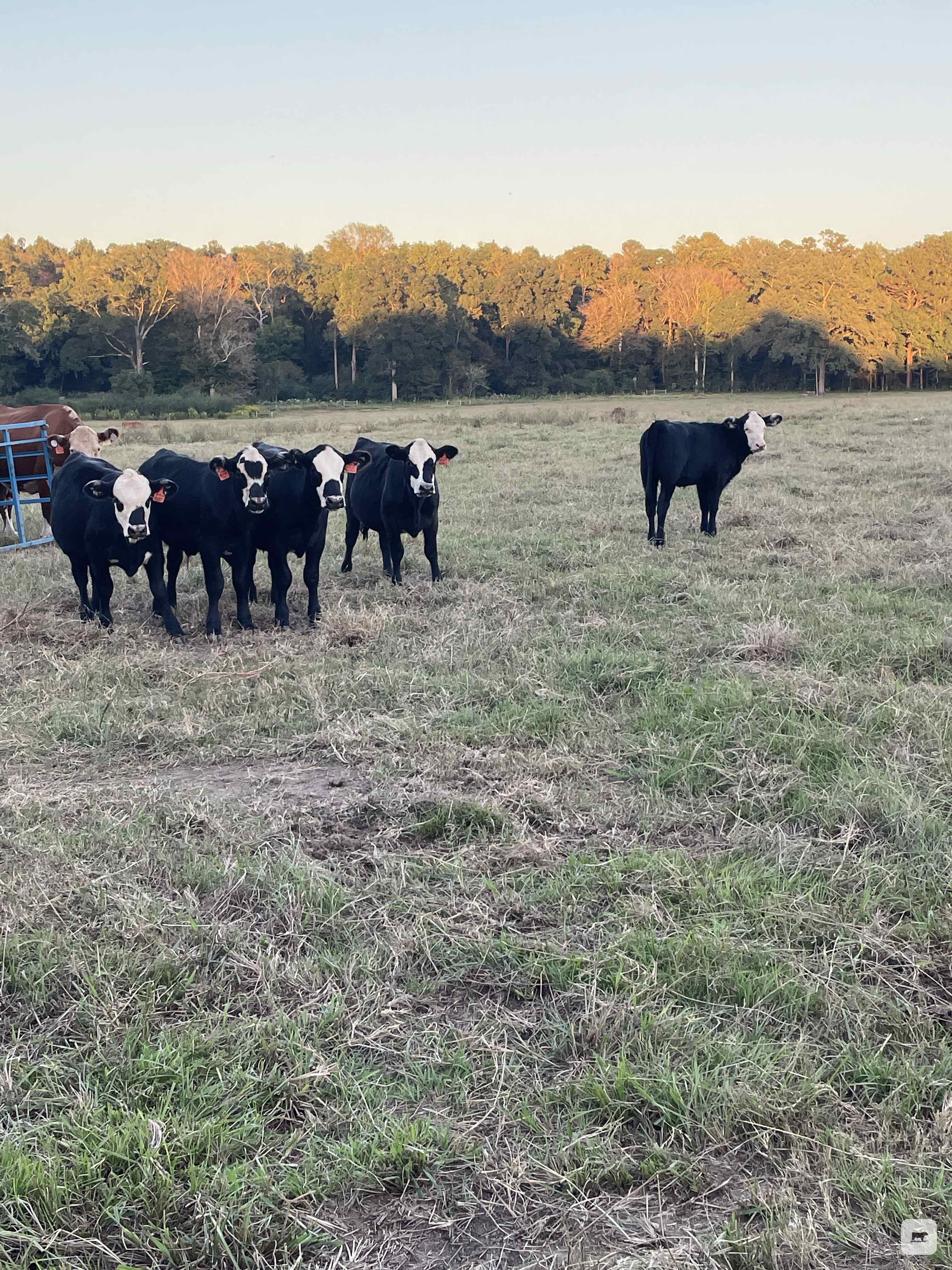 Cattle Range Listing Photo