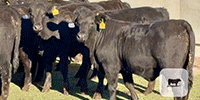 125	Brangus & Brangus Cross Rep. Heifers... Central TX
