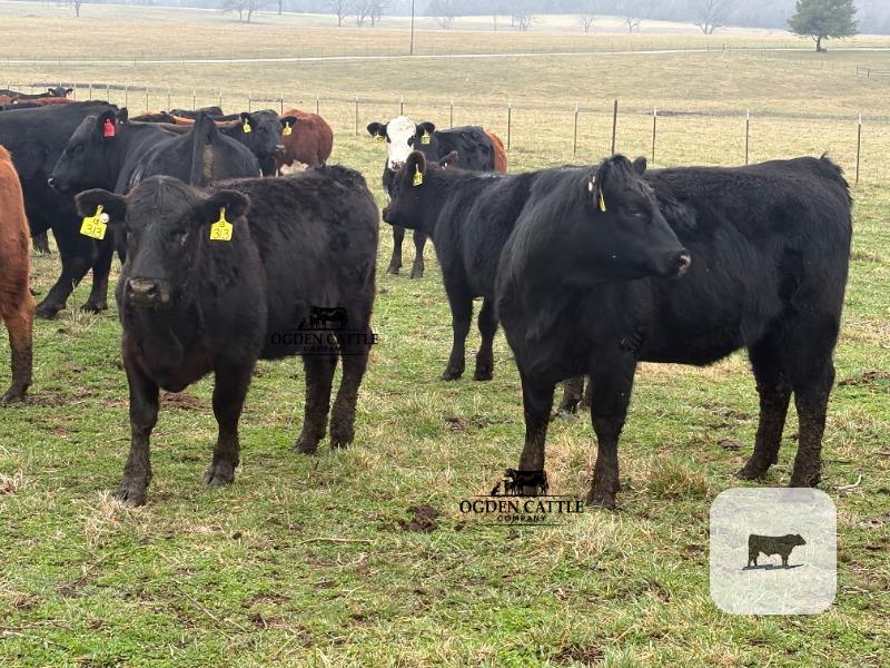 Cattle Range Listing Photo