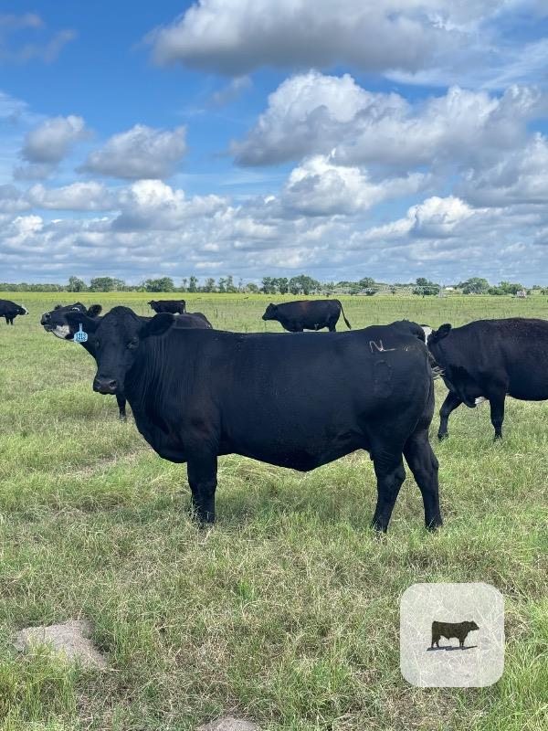 Cattle Range Listing Photo