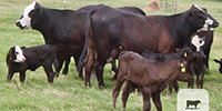 12 Angus Plus/Hereford 1st-Calf Pairs... Central TX