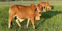 8 Reg. Red Brahman Bull Calves... North TX