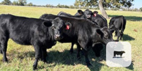 6 Angus Rep. Heifers... S. Central TX