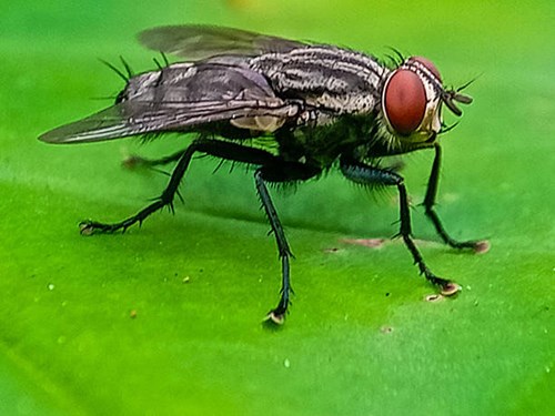 Prevention & Treatment Options if New World Screwworm Reaches US Livestock