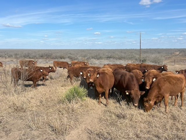 Cattle Range Listing Photo