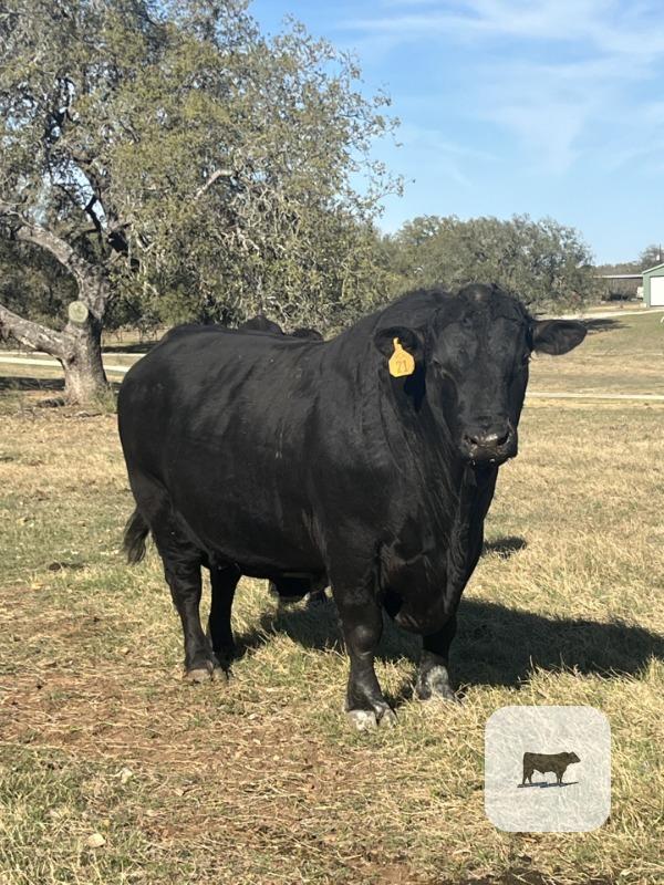Cattle Range Listing Photo