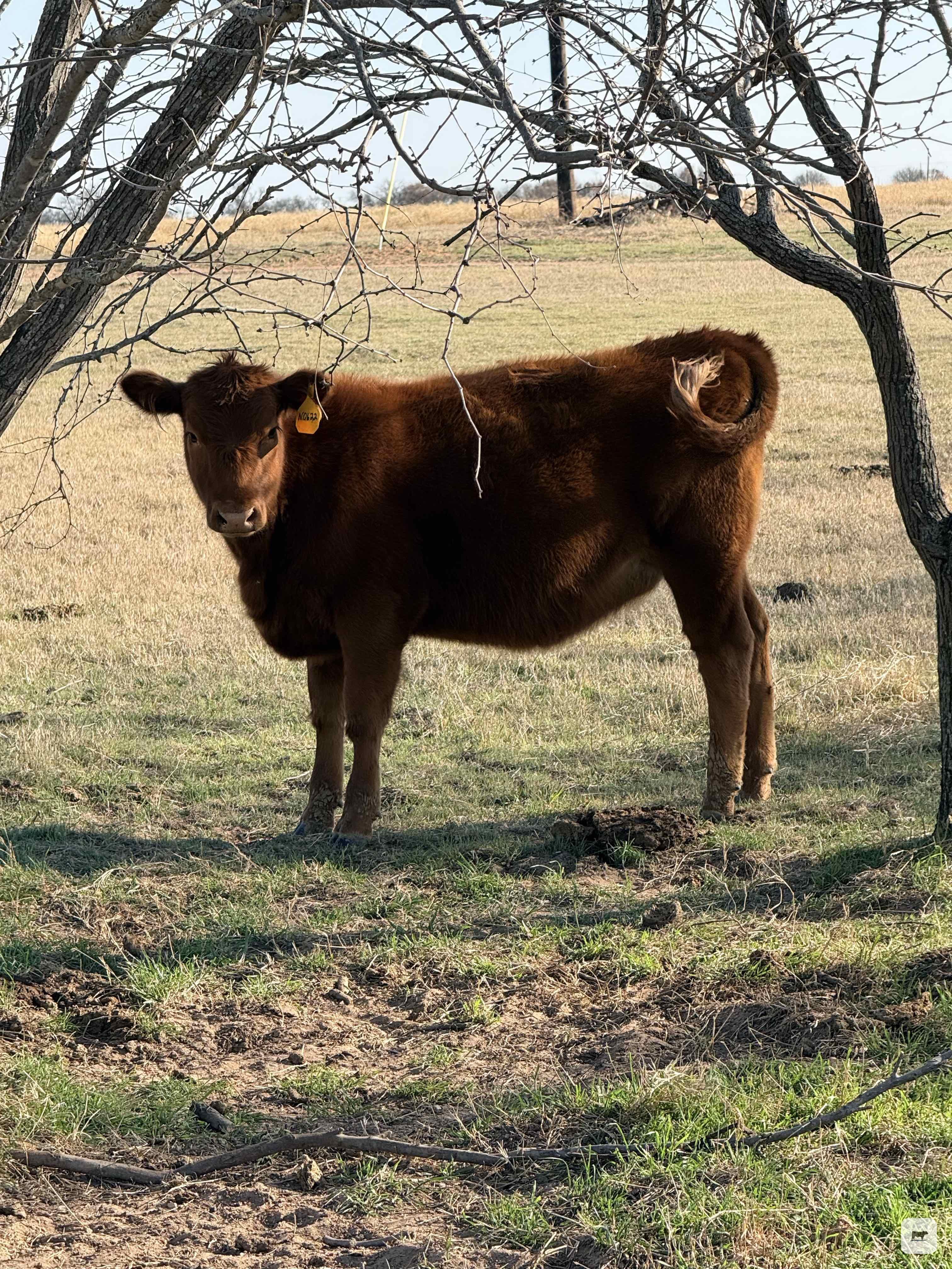 Cattle Range Listing Photo