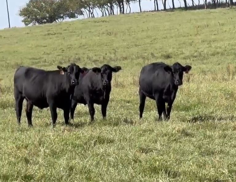 Cattle Range Listing Photo