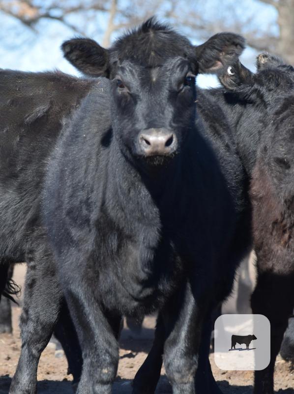 Cattle Range Listing Photo