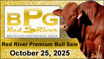 Red River Beefmaster Premium Bull Sale