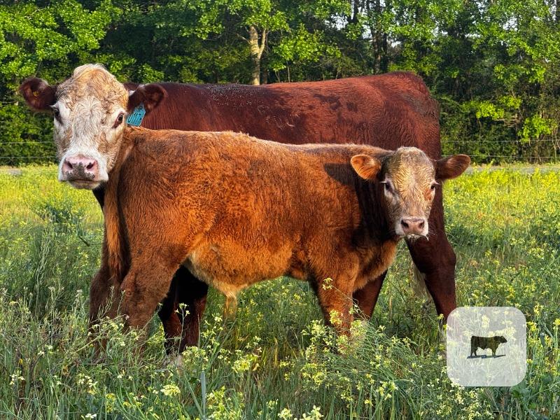 Cattle Range Listing Photo