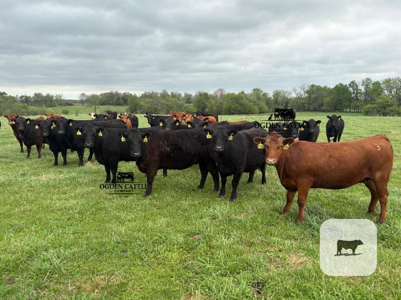 Cattle Range Listing Photo