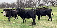 40 Angus & Black Baldy Cows... SW Missouri