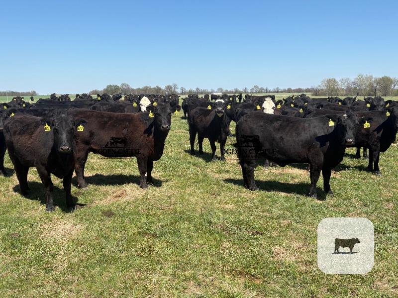 Cattle Range Listing Photo