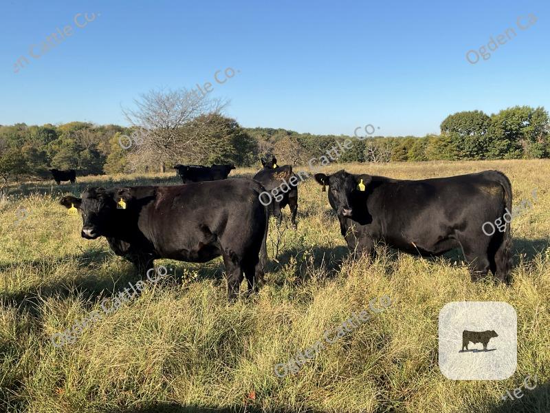 Cattle Range Listing Photo