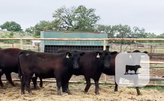 Cattle Range Listing Photo