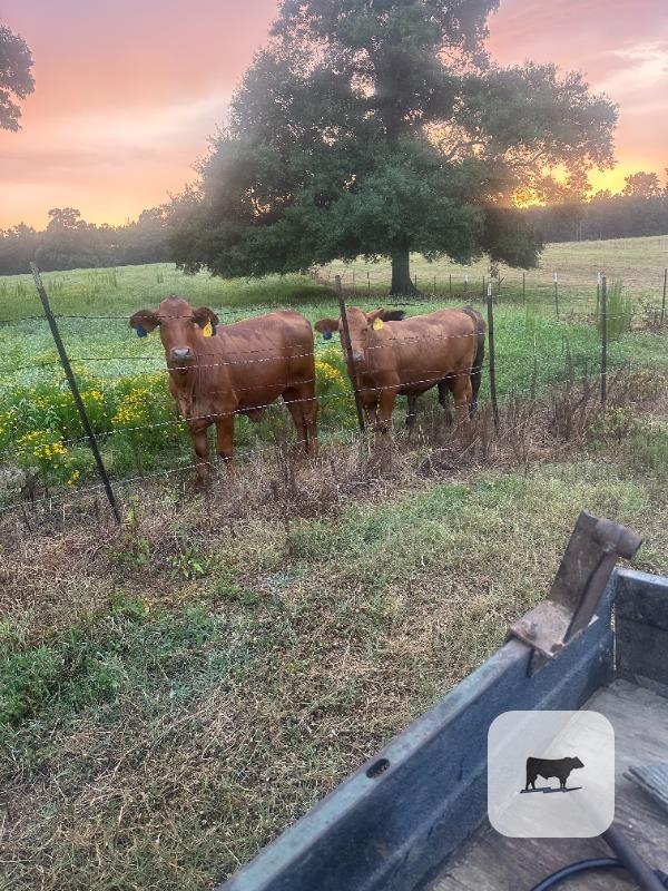 Cattle Range Listing Photo