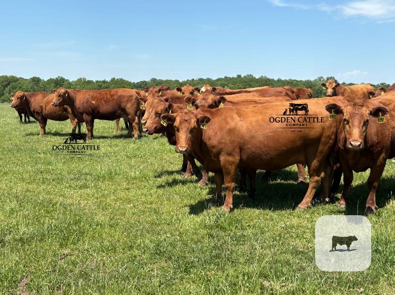 Cattle Range Listing Photo