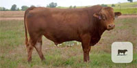 1 Reg. Fullblood Red Wagyu Bull... Southwest OK