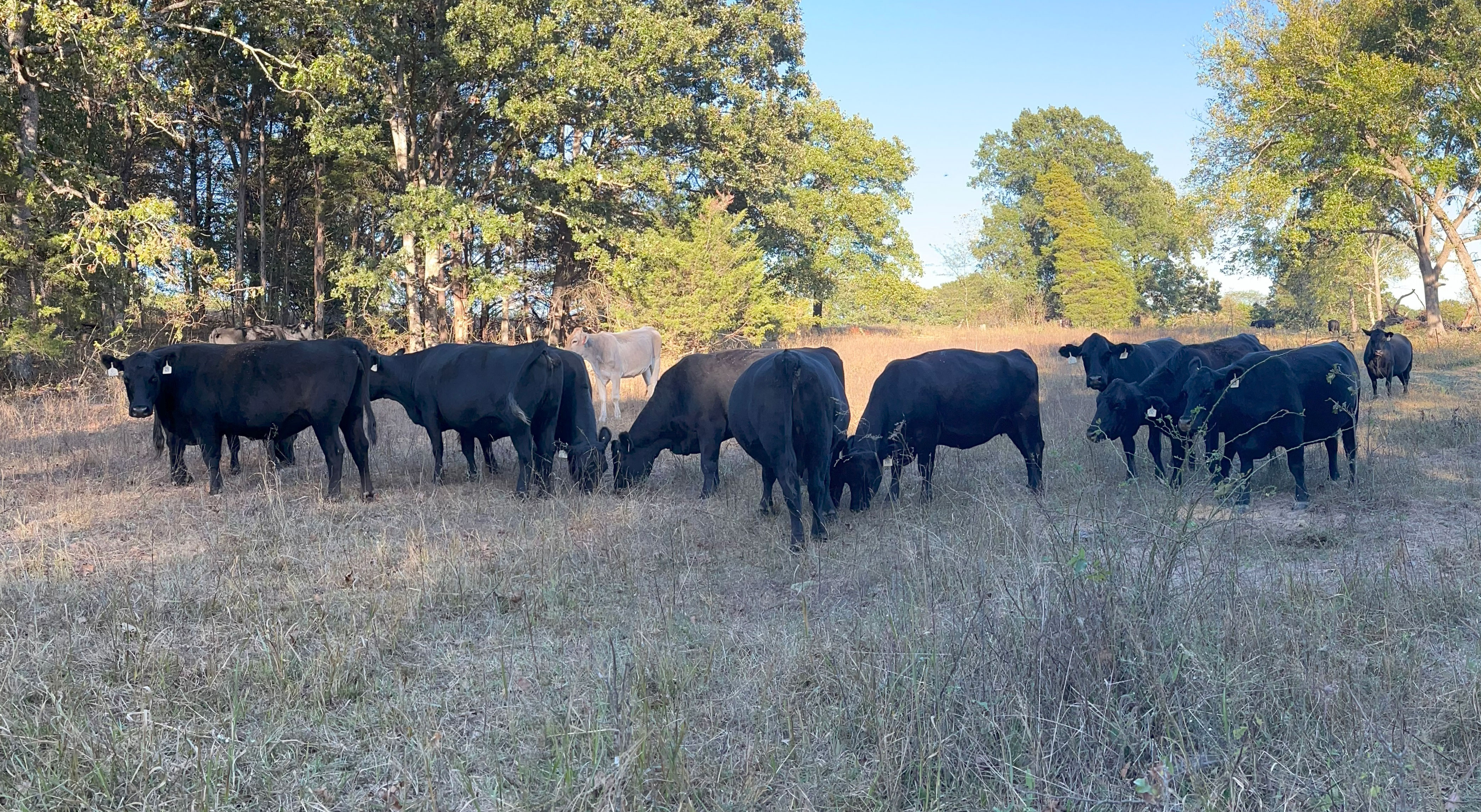 Cattle Range Listing Photo