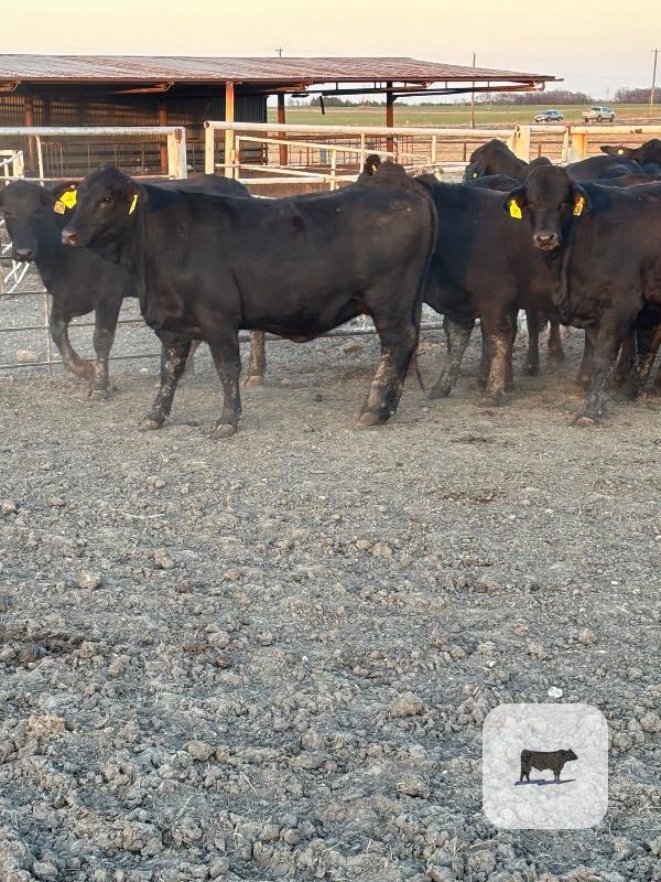 Cattle Range Listing Photo