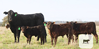 16 Angus Plus 1st-Calf Pairs... Central TX