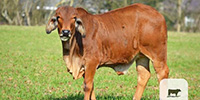 4 Purebred Brahman Rep. Heifers... Northwest GA