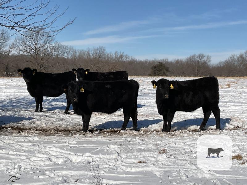 Cattle Range Listing Photo