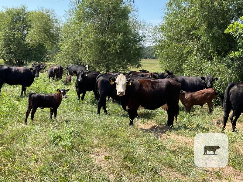 Cattle Range Listing Photo