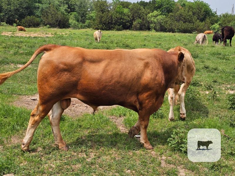 Cattle Range Listing Photo