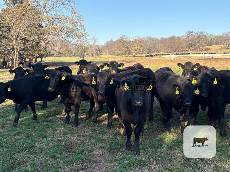 Cattle Range Listing Photo