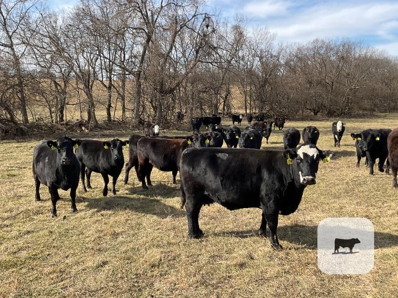 Cattle Range Listing Photo