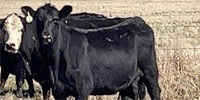 80 Angus & 'BWF' Cows... Northeast OK