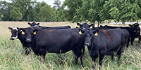 40 Angus & BWF Cows... Southwest MO
