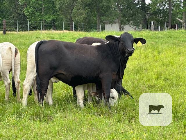 Cattle Range Listing Photo