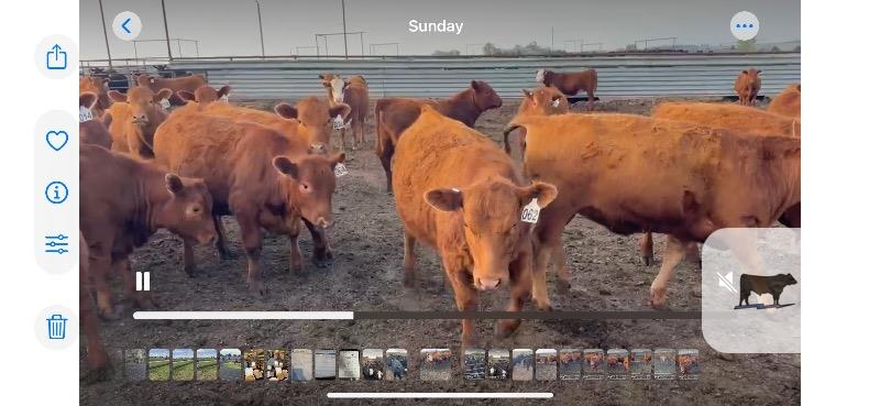 Cattle Range Listing Photo