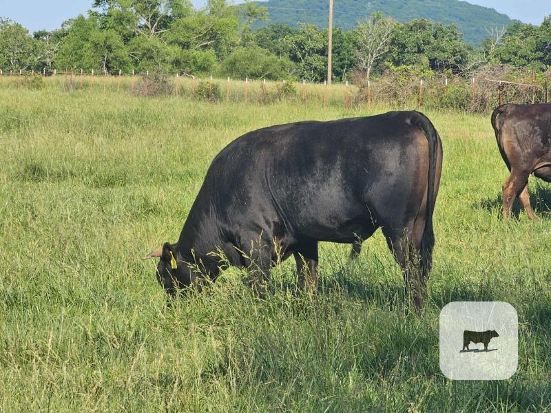 Cattle Range Listing Photo
