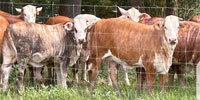 15 Braford/Tigerstripe Rep. Heifers... Southeast LA